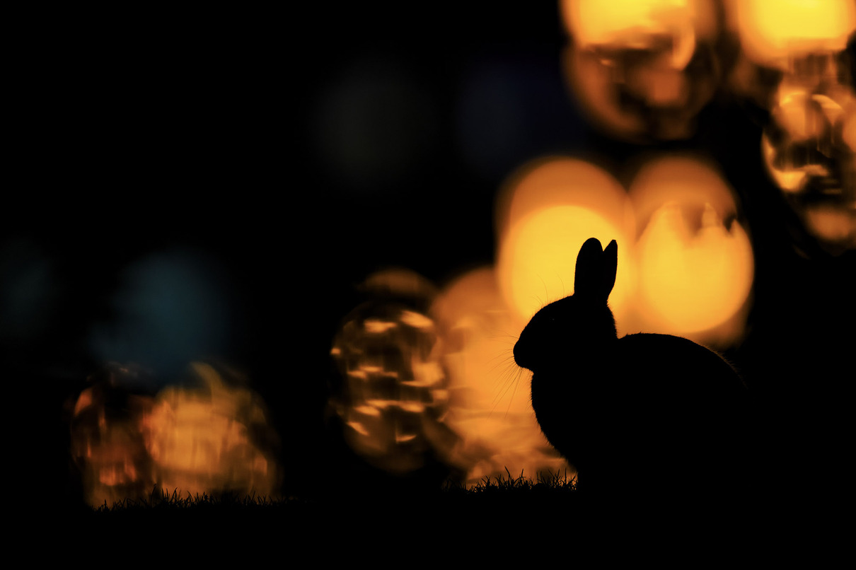 Kaninchenromantik von Carsten Braun