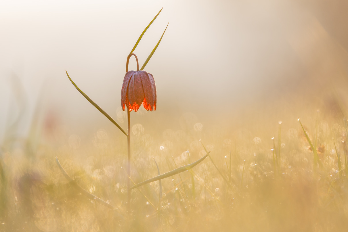 Schachbrettblume im Morgentau von Elfrun Prüfer