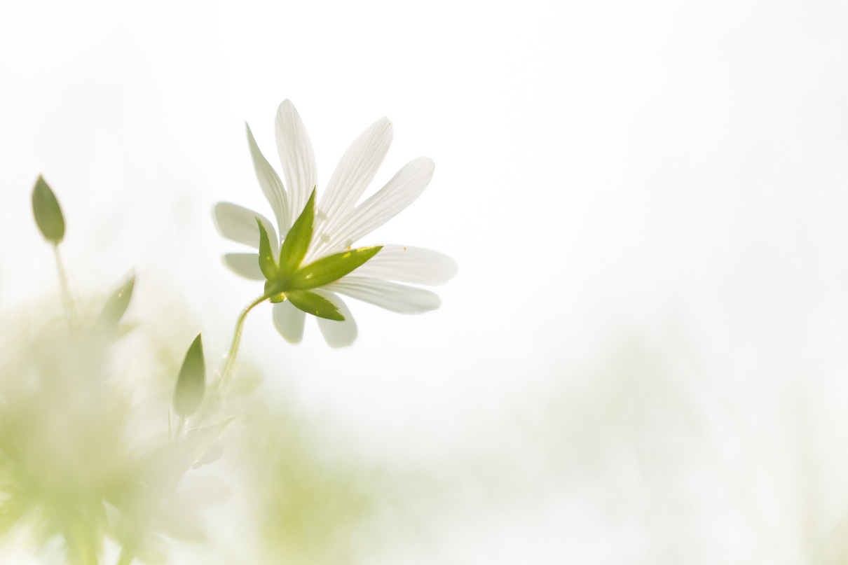 Just a little star I von Andreas Held