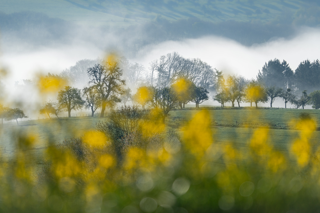 Frühlingsmorgen von Magdalena  Wlodarczak-Ihrig.jpg