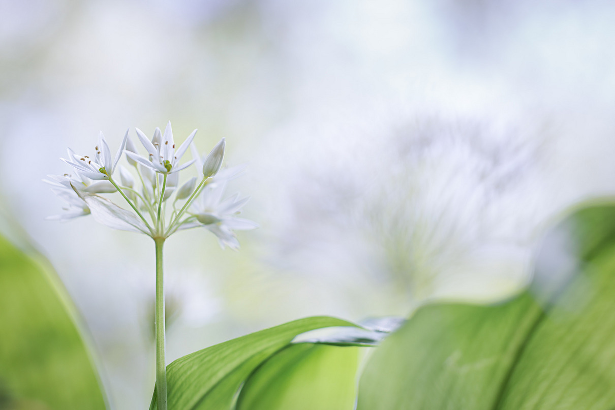 Baerlauchblüte von Anja Diel